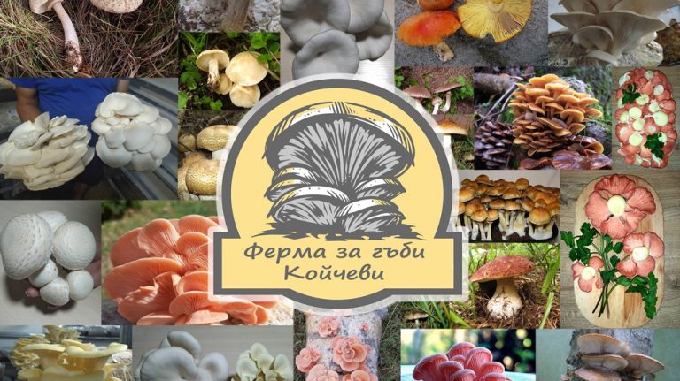 ferma_za_gubi_koichevi